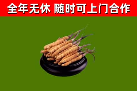甘洛烟酒回收冬虫夏草.jpg