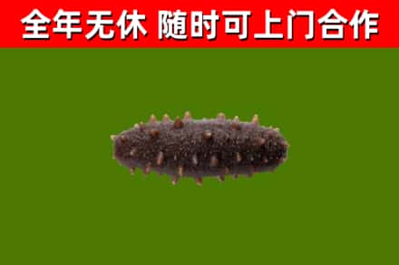 甘洛烟酒回收干海参.jpg